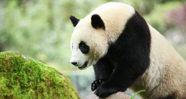 四川卧龙：大熊猫“航宝”的幸福时光