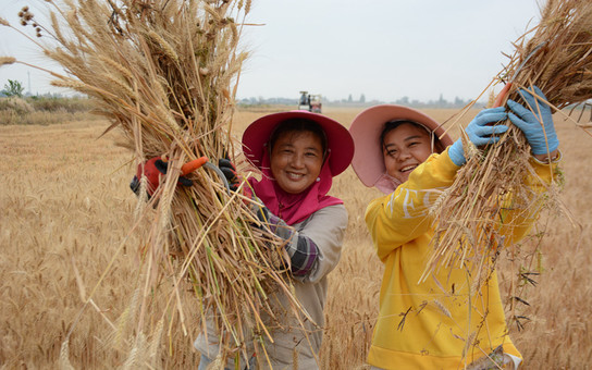南京最大规模连片高标准农田小麦开镰收割