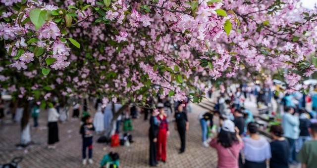 贵州毕节：海棠花下春风里