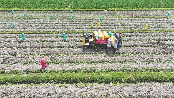 定安上千亩红芽芋陆续成熟销往上海