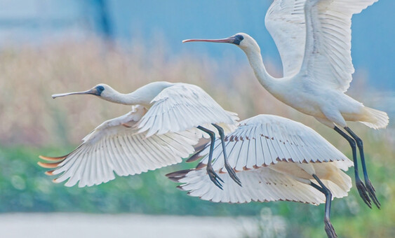 海口再迎黑脸琵鹭