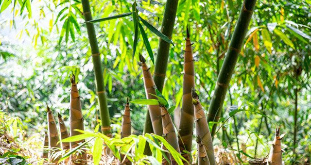 广西田林：八渡笋点“绿”成“金”