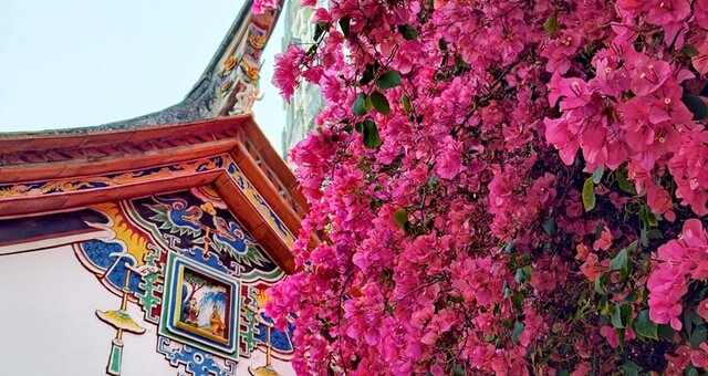 厦门：古厝繁花醉春光