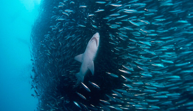鲨鱼鲸鱼海豚围捕巨大沙丁鱼群场面