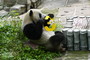 8月3日，在中国大熊猫保护研究中心雅安基地，大熊猫“雅雅”举着数字“3”玩耍。